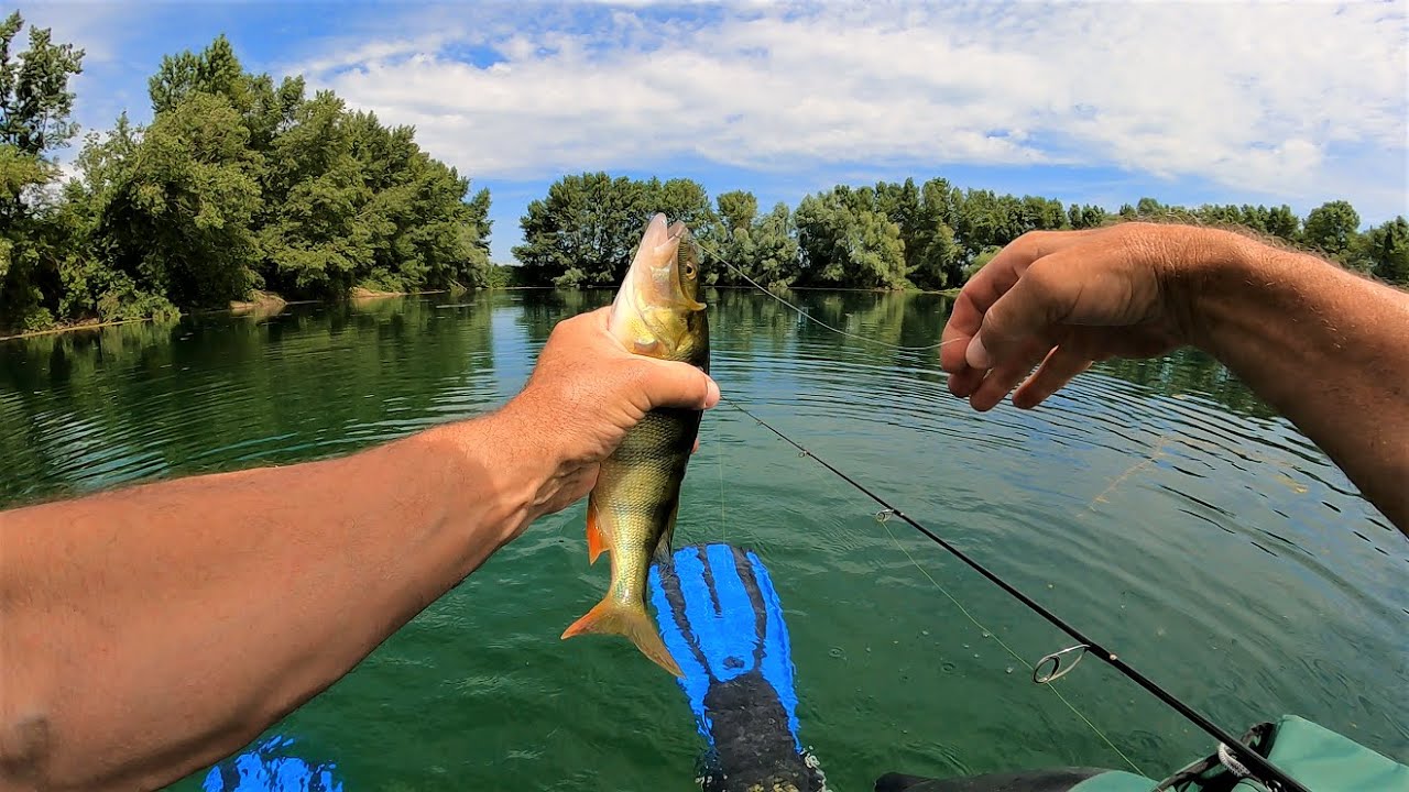 Perches au drop shot en float-tube