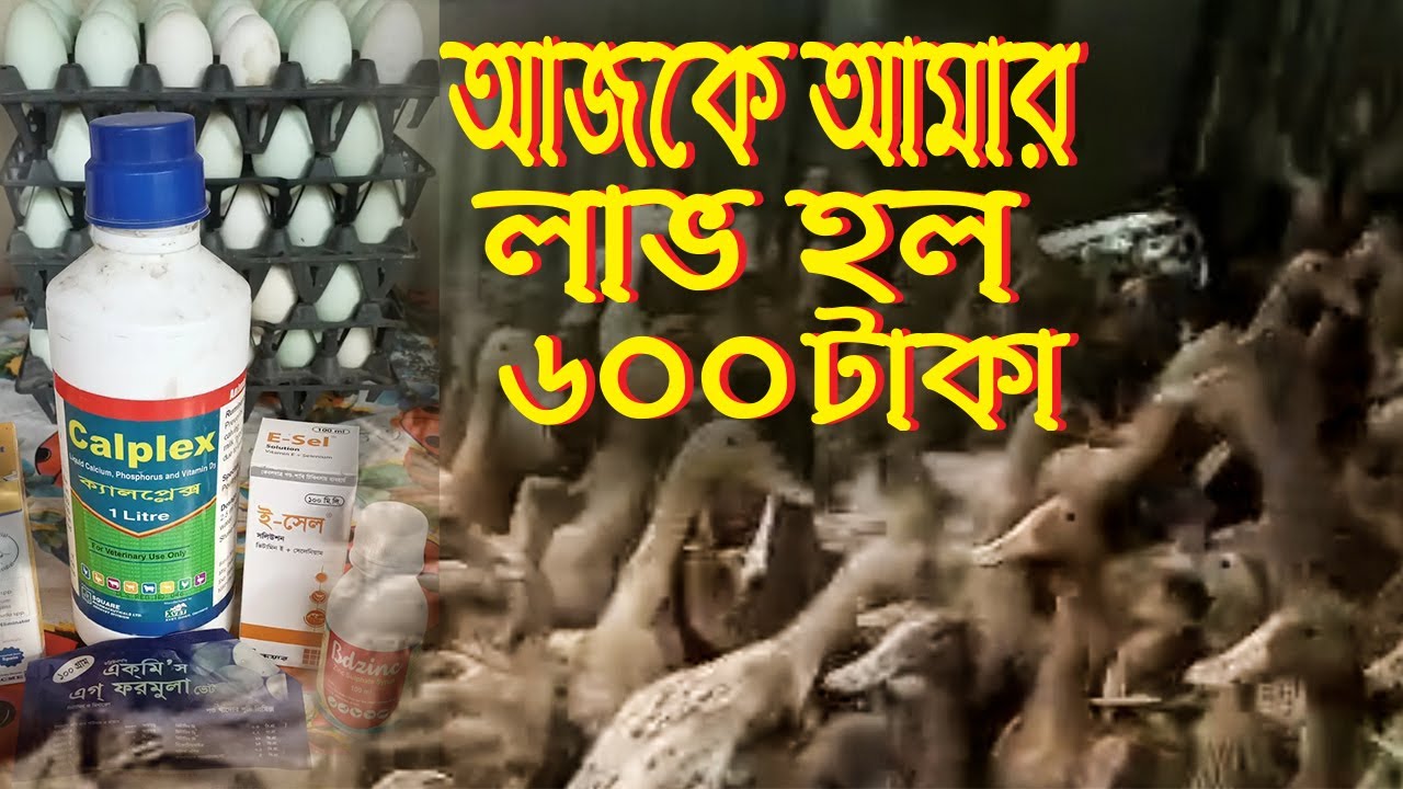 আজকে পেলাম 113টা ডিম || Todays Report || New Video || Viral Video || Sakir agro Farm