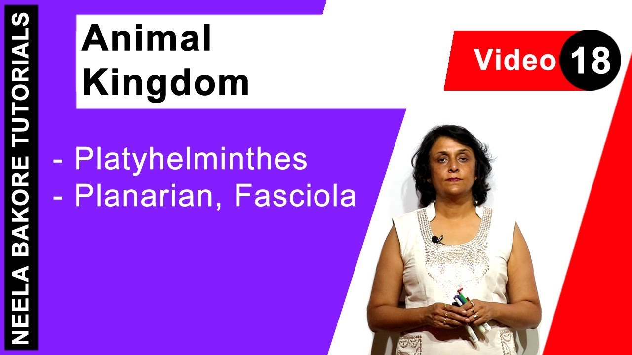 Animal Kingdom | NEET | Platyhelminthes - Planarian, Fasciola | Neela Bakore Tutorials