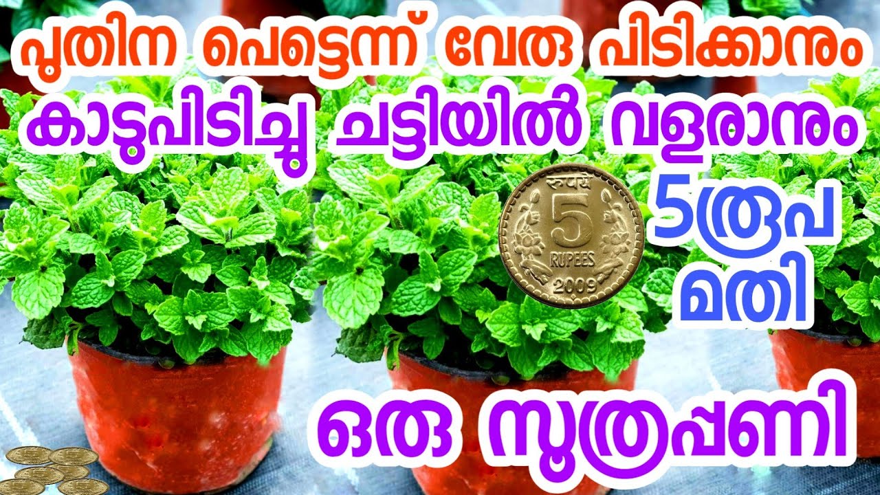 പുതിന വേരു പിടിക്കാൻ|പുതിന പരിചരണം|പുതിന കൃഷി|puthina krishi malayalam|puthina veru pidikkan|kaadu