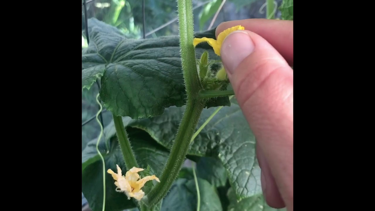 How to Self-Pollinate Cucumbers