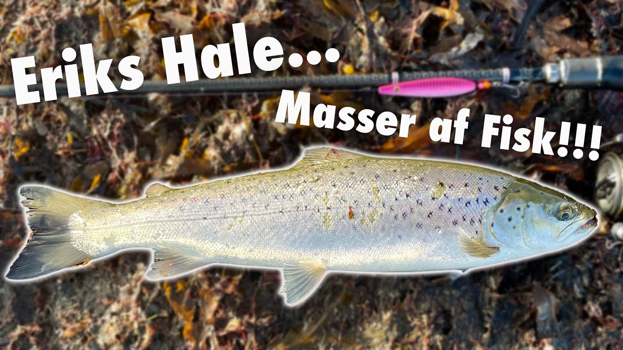 Eriks Hale 🐟 Masser af fisk 🎣  Ærø