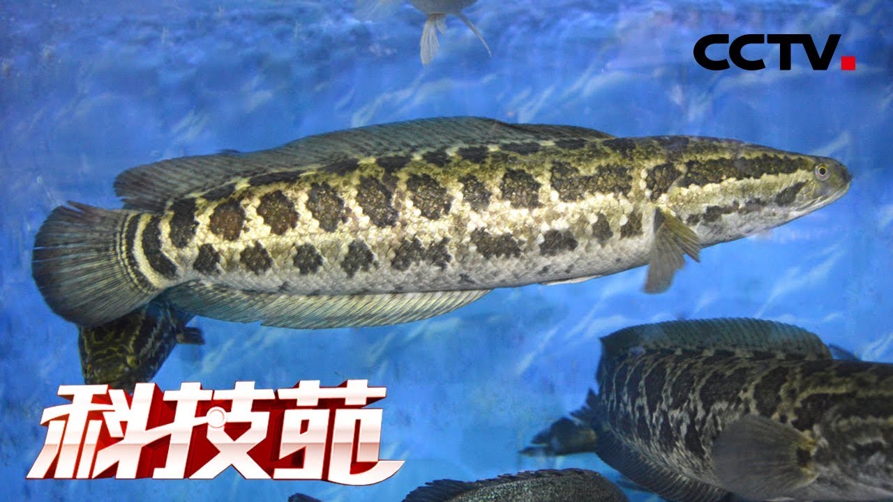 《科技苑》“绿招”养黑鱼 20180806 | CCTV农业