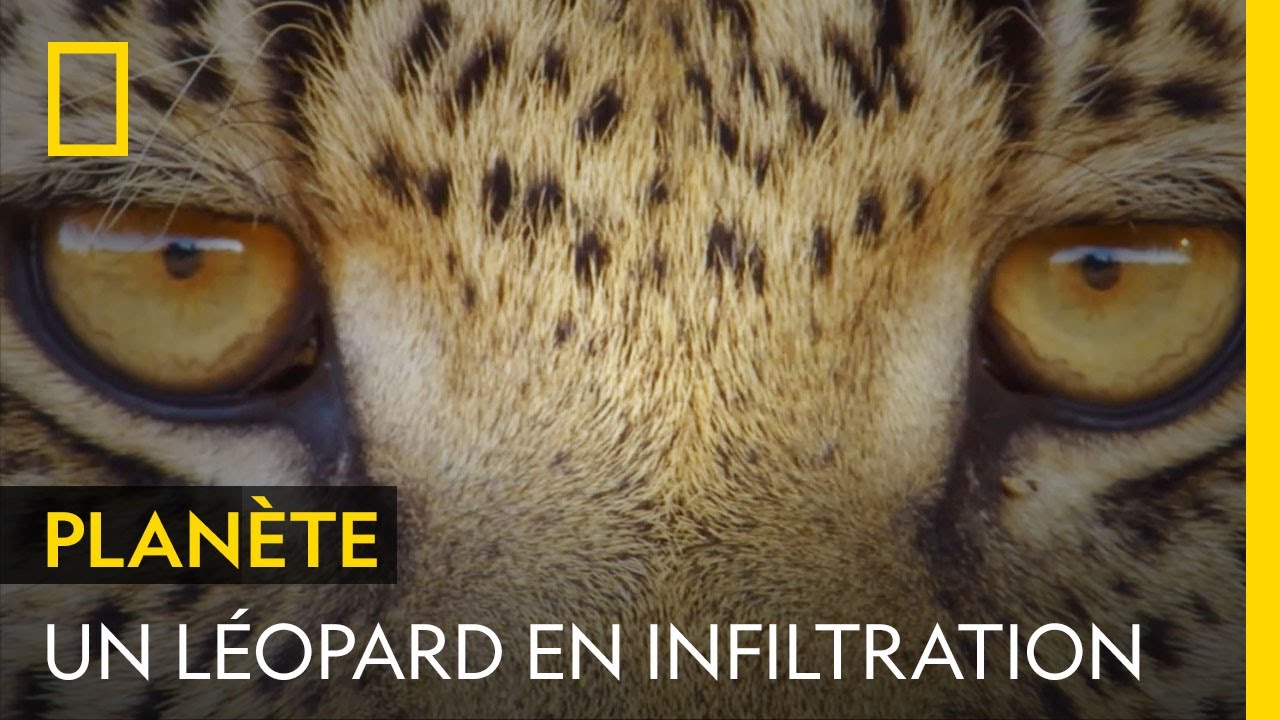 L'étonnant subterfuge du léopard pour ne pas être repéré par ses proies
