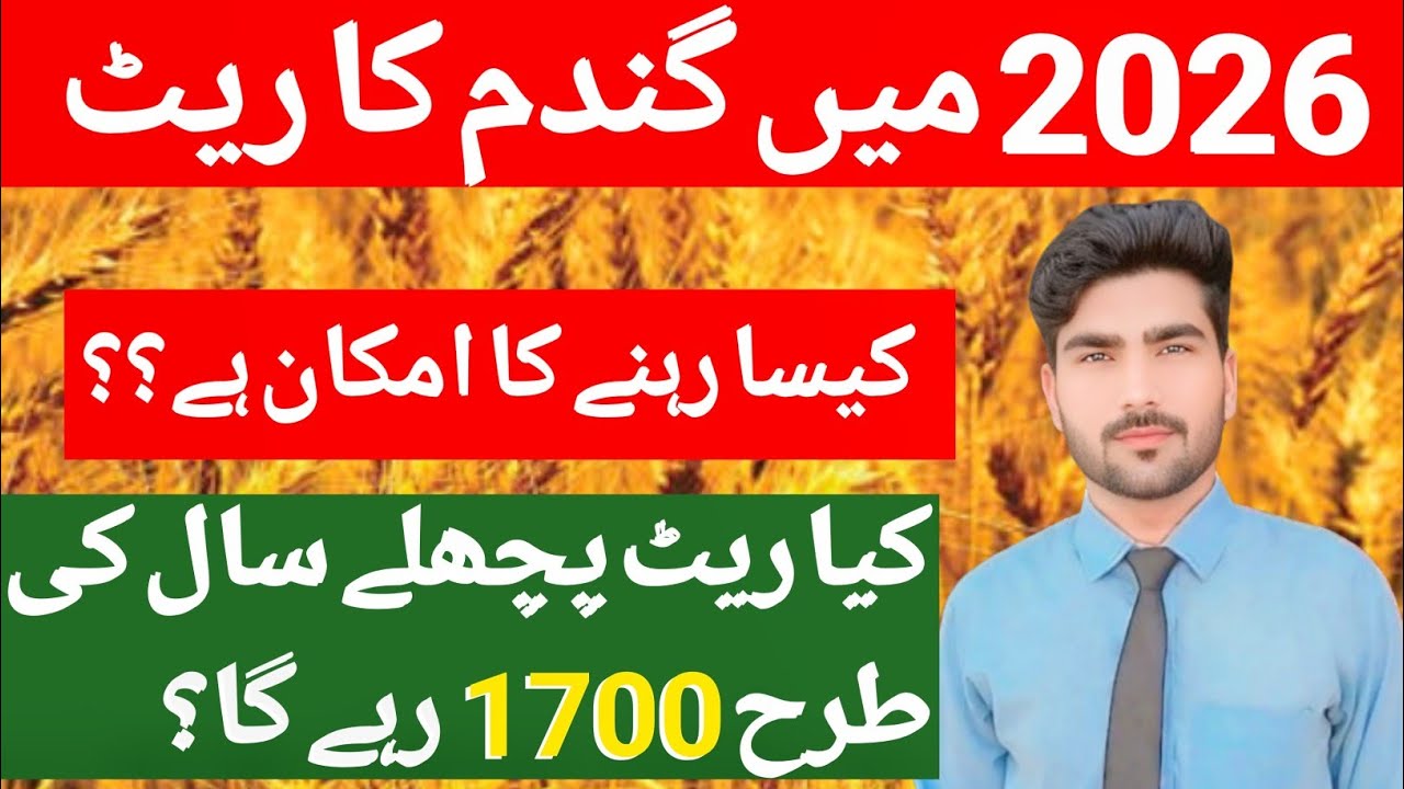 Wheat Rate 2026 in Pakistan | Govt Support Price 3500 | Private Sector Buying Update