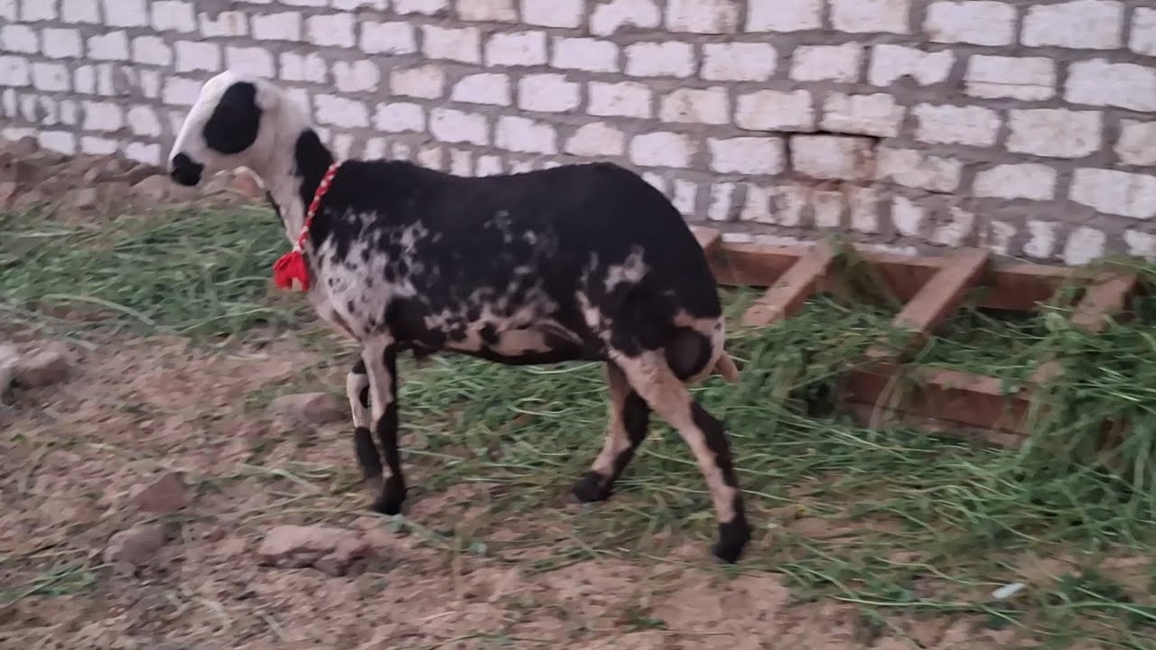 عروض الفرص ٣نعجات عشر رواخى أول وثالث عشر بسعر مفاجأة لاتفوتك ت٠١١١١٢١١٦٥٧ 