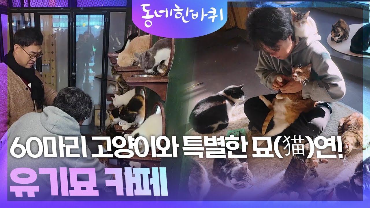 60마리 고양이와 특별한 묘(猫)연! 유기묘 카페 [동네 한 바퀴] | KBS 260124 방송