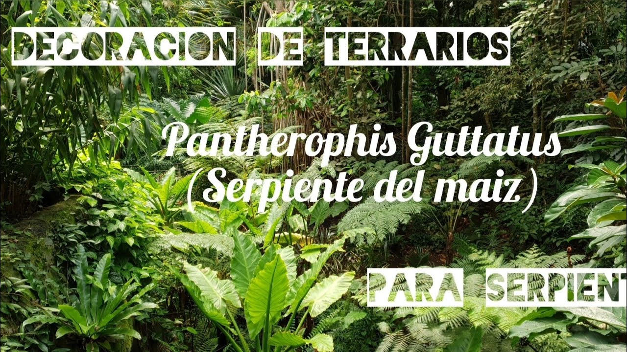 Decoración de terrarios con espuma de poliuretano, para serpientes (serpiente del maiz)