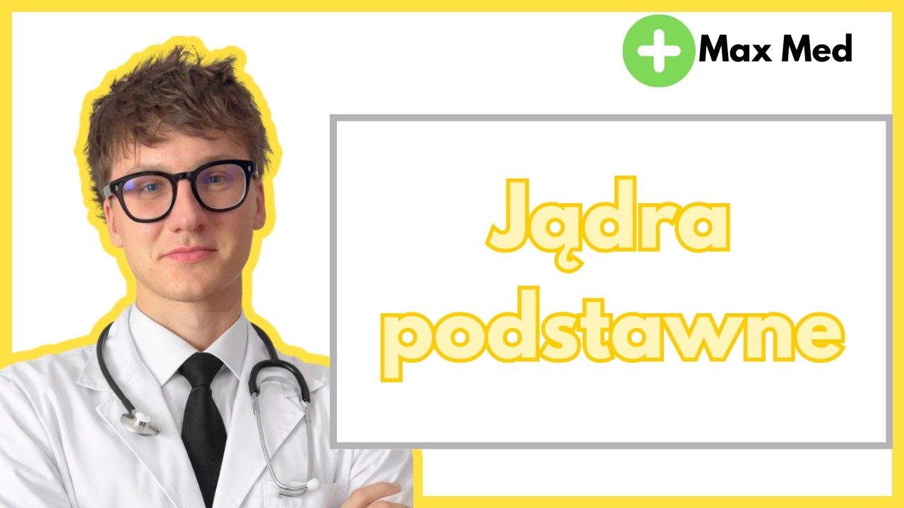 Jądra podstawna | Kresomozgowie | Anatomia