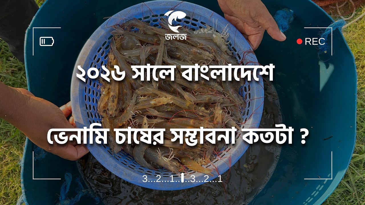 ২০২৬ সালে | বাংলাদেশে | ভেনামি চাষের | সম্ভাবনা কতটা ?