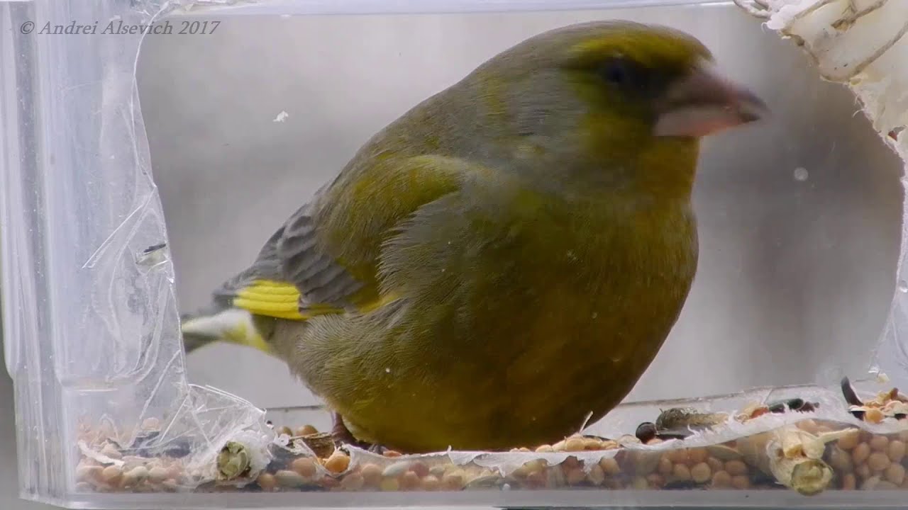 Greenfinch on the feeder.