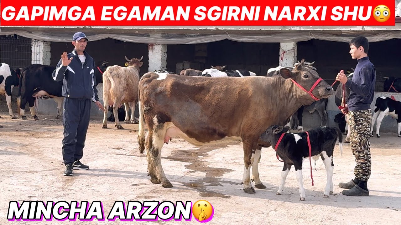 XASANBOY😳F🥛SUTDOR ONA BOLA SGIRLAR🤫NARXLAR💥YANGI P ULDGIRIB QOLING JUDA ARZON🏃