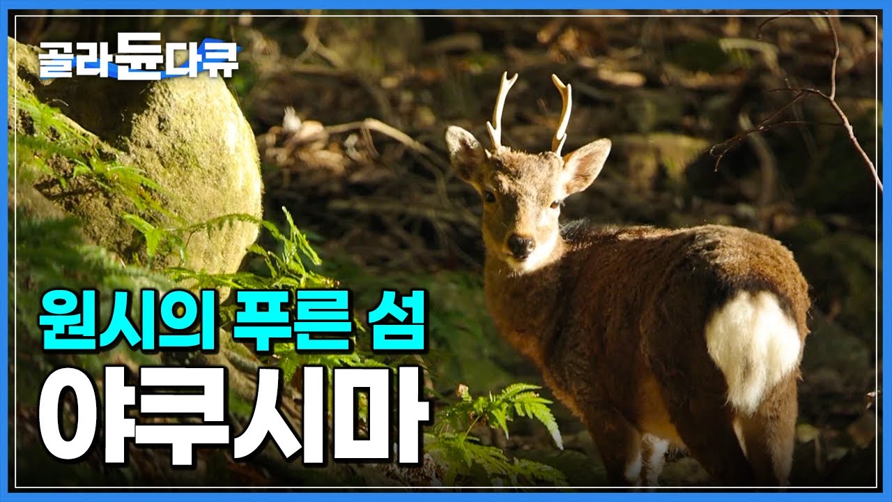 '7,000년 원시림을 걷다' 자연과 동물, 사람이 공존하는 섬 일본 야쿠시마 여행┃지브리 원령공주 배경지┃세계테마기행┃#골라듄다큐