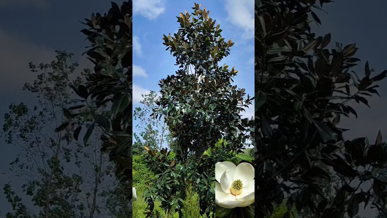 MAGNOLIA GRANDIFLORA -  A tree with extremely fragrant big size flowers. AVAILABLE 15FT Height.