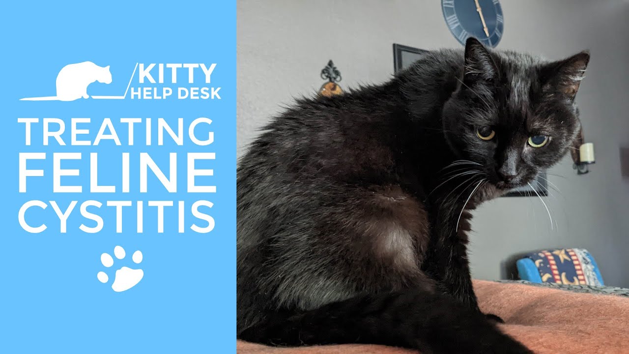 Treating Cystitis in Cats - The Behavioral Link