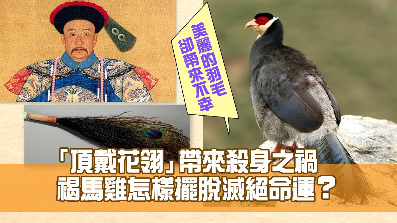 十大中國瀕危動物：「山西省鳥」褐馬雞