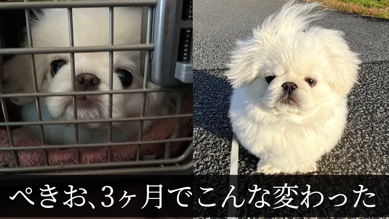 絶望孤独おじ、ぺきお3ヶ月でこんな変わった