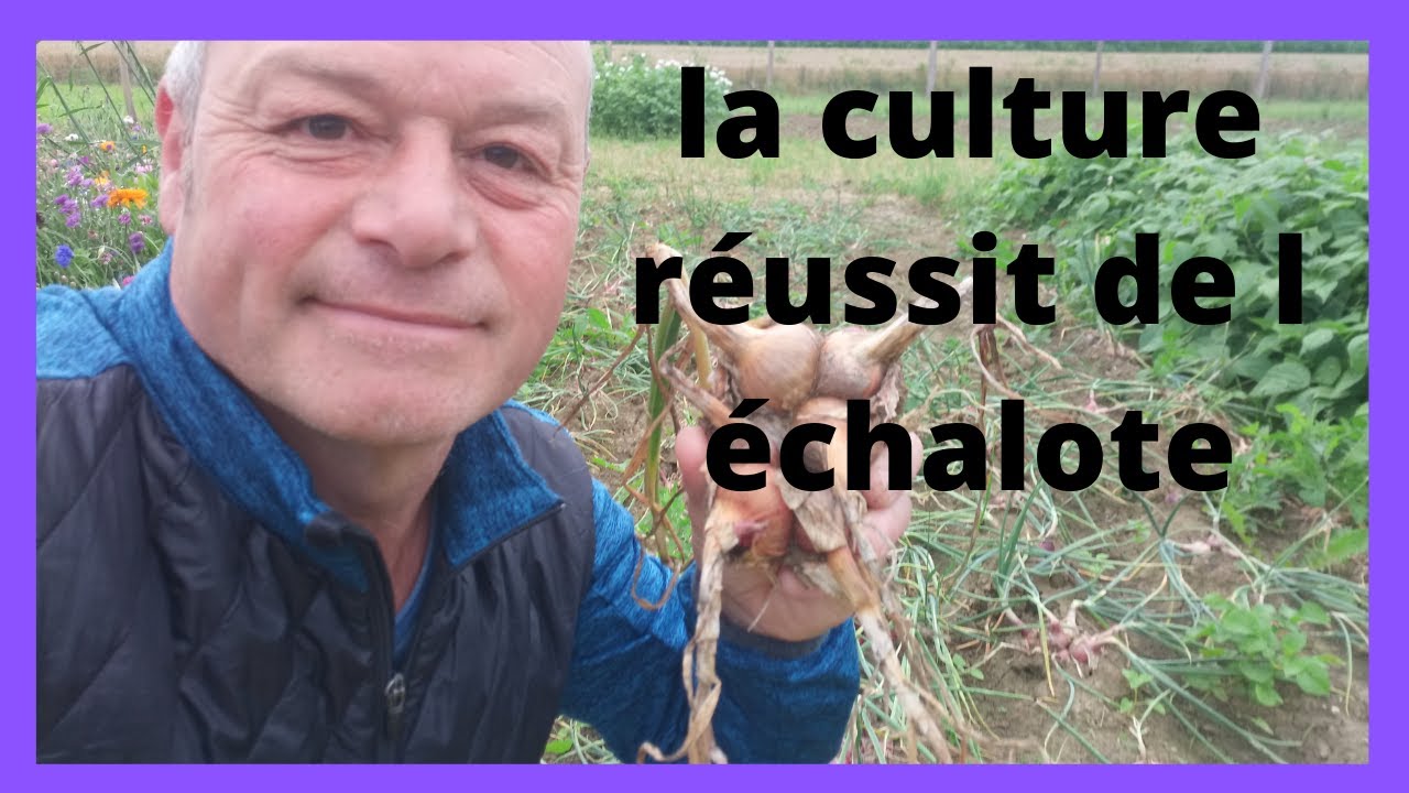 Cultiver et  récolter des échalotes