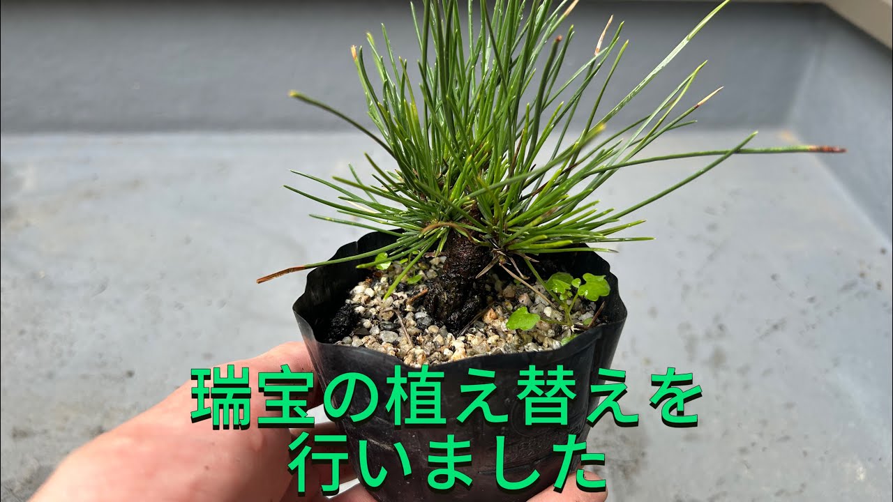 瑞宝黒松の盆栽植え替え行いました