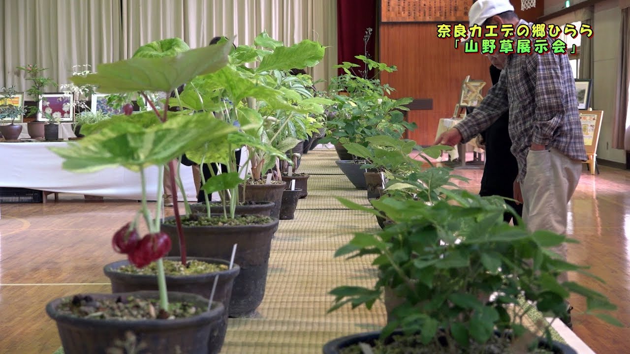 奈良カエデの郷ひらら「山野草展示会」／東日本大震災復興支援 第５回 すてきなともだちコンサート／（投稿ビデオ）宇陀ボーイズ入団式