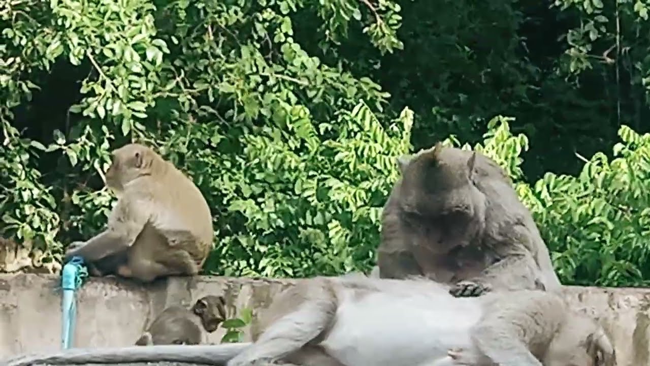 Inside the Monkey Forest! 