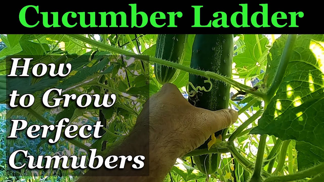 Use a CUCUMBER LADDER to GROW PERFECT CUCUMBERS... Learn How To Here!