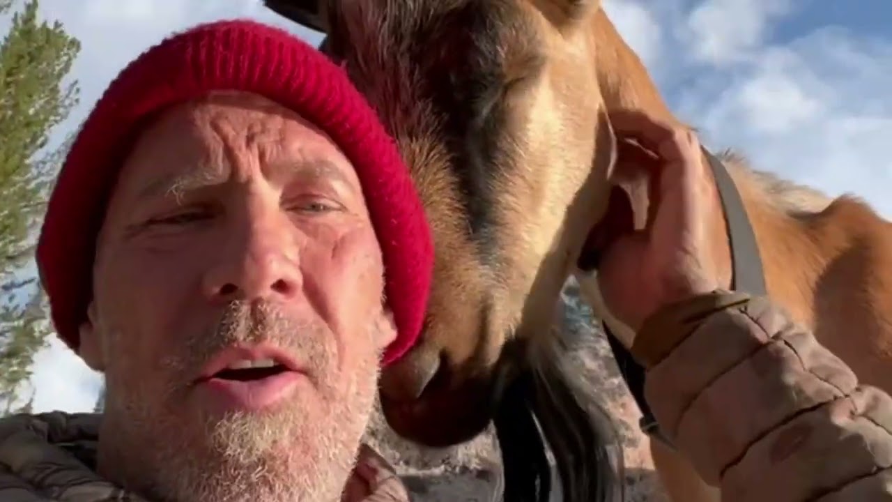 Why Pack Goats For A Hunter?