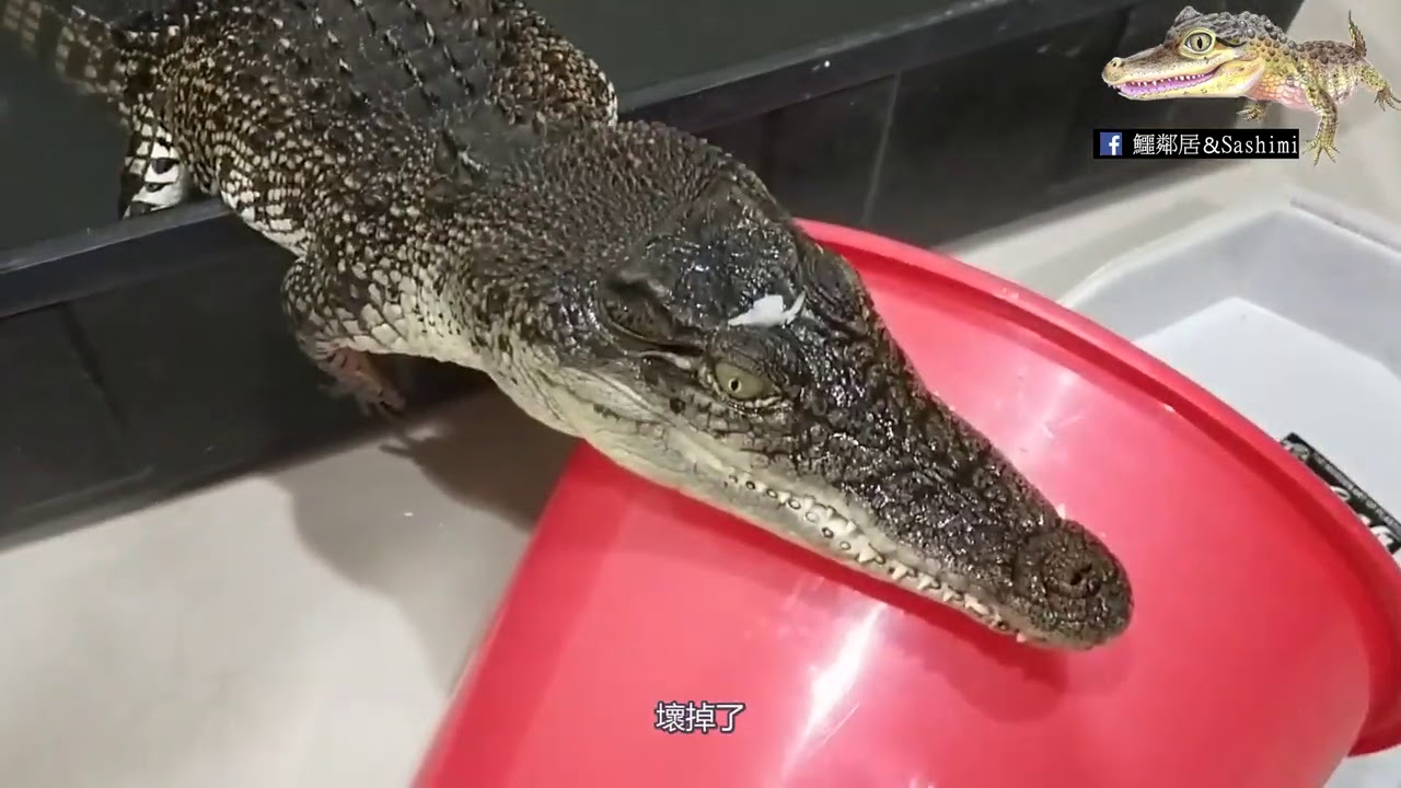『鱷魚』邦比的【崩潰】日常！