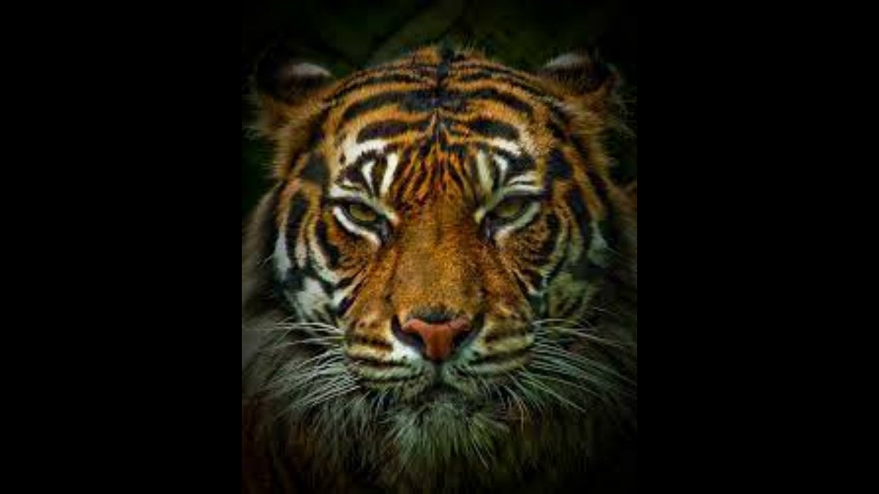 Eye of the Tiger (Strings)  -  Short Version | Jim Peterik & Frankie Sullivan