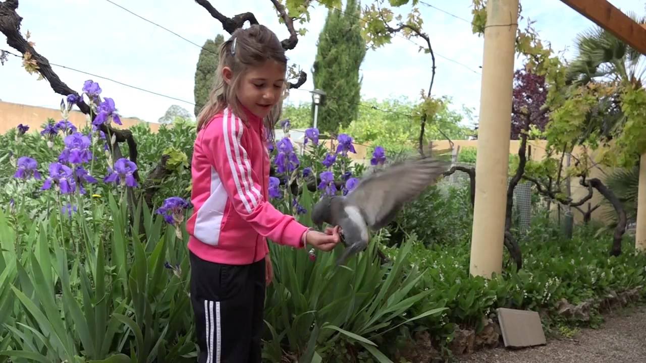 Comment apprivoiser un jeune pigeon qui vient de sortir de son nid  LC VIDEO