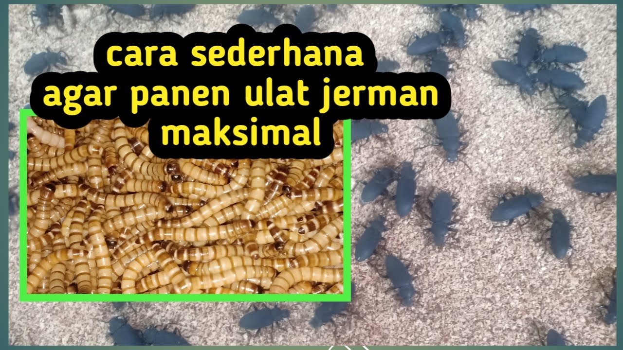 Tips dan langkah agar hasil panen ulat Jerman maksimal, terhindar dari serangan hama