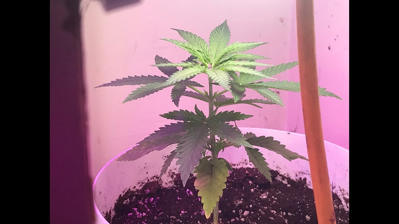 Transplanting Blue Mountain & Super Critical Cannabis Plants
