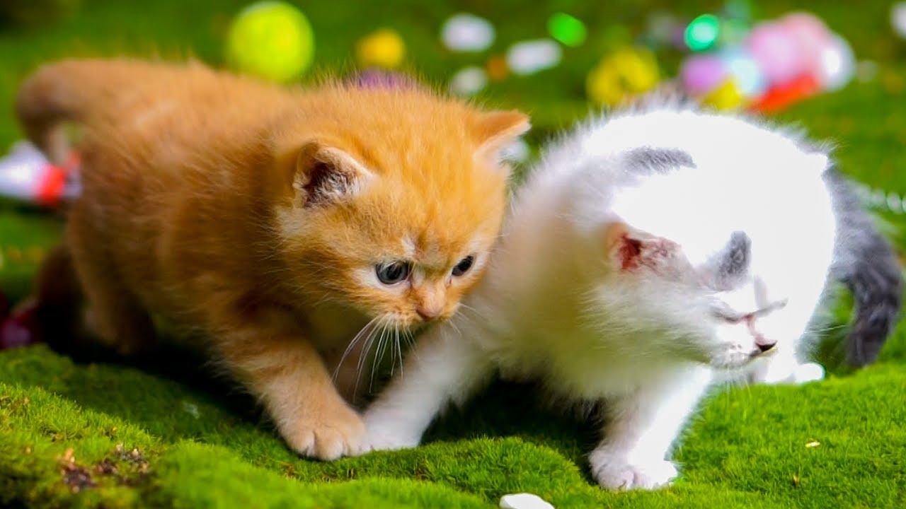 Cat meowing video - Kittens calling for mother - Cats playing with Dogs, rabbits, ducks, horses