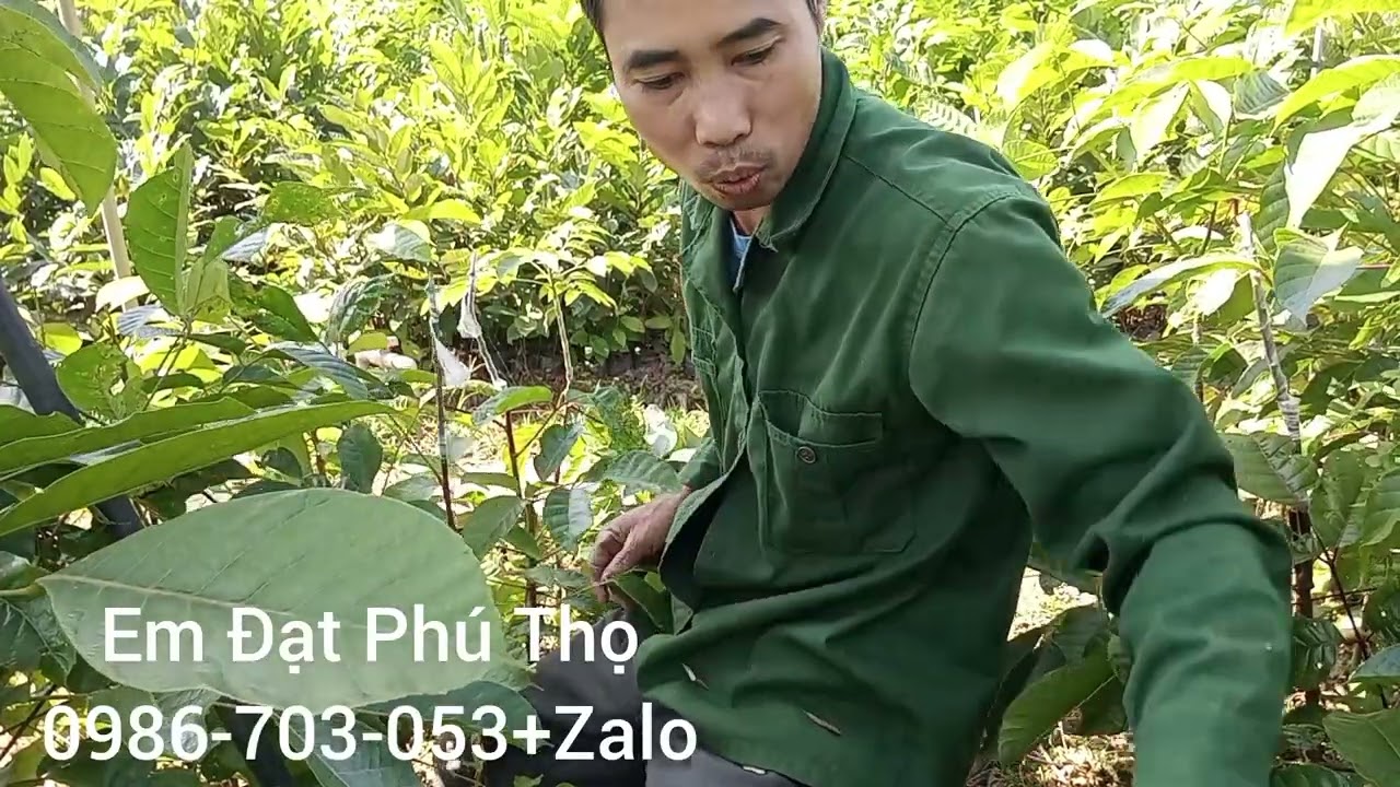 Chia sẻ thực tế kỹ thuật , kinh nghiệm ghép trám đen giống ( phần 2)