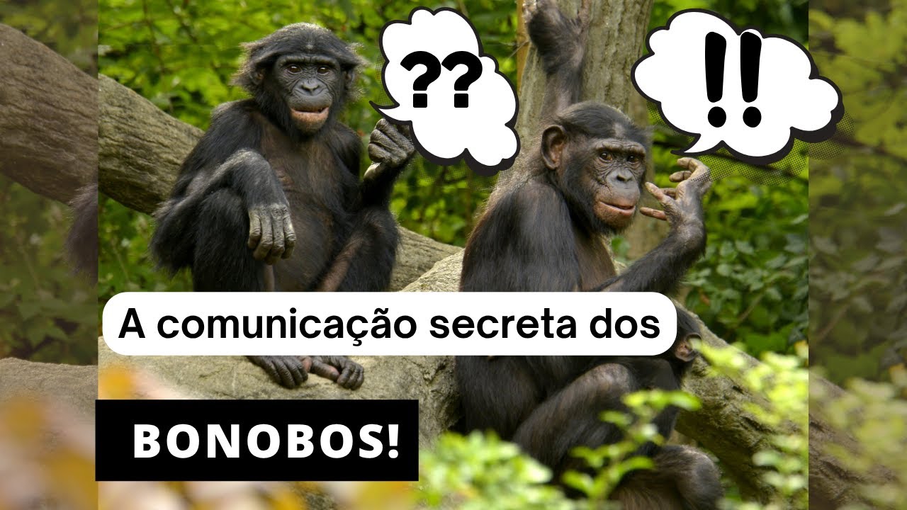 Estudo revela a comunicação secreta dos bonobos: Ainda somos a única espécie a possuir linguagem?