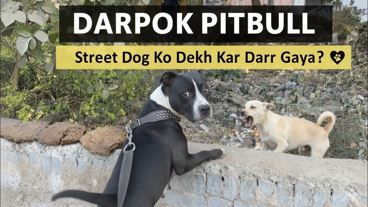 मेरा Pitbull Dog कभी भोक्ता नही है । हर एक कुत्ते से डर कर रहता है । The World's Most Cowardly Dog 