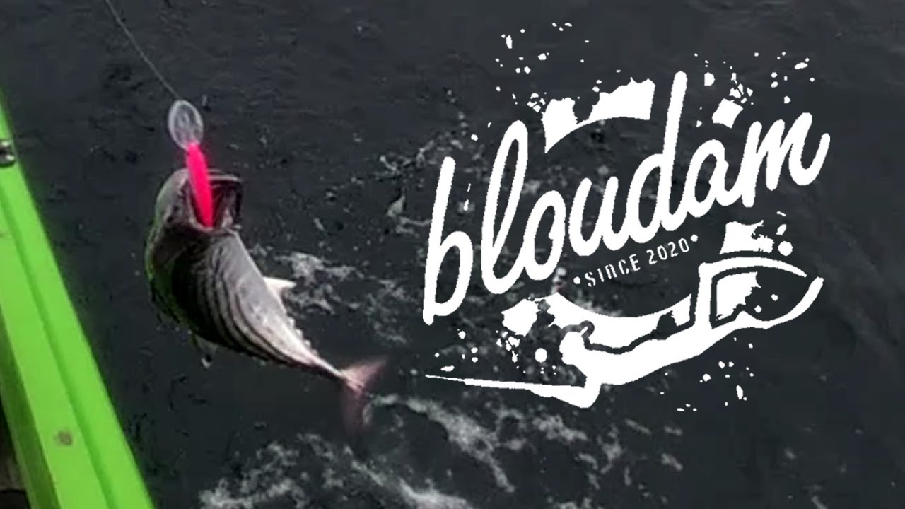 BONITO MADNESS - BIGGEST BONNIES I HAVE EVER CAUGHT