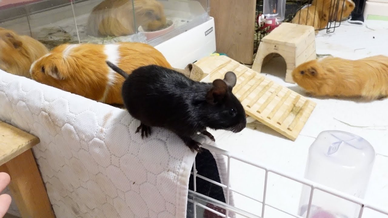 初めてお散歩をするデグーの姿がこちらw