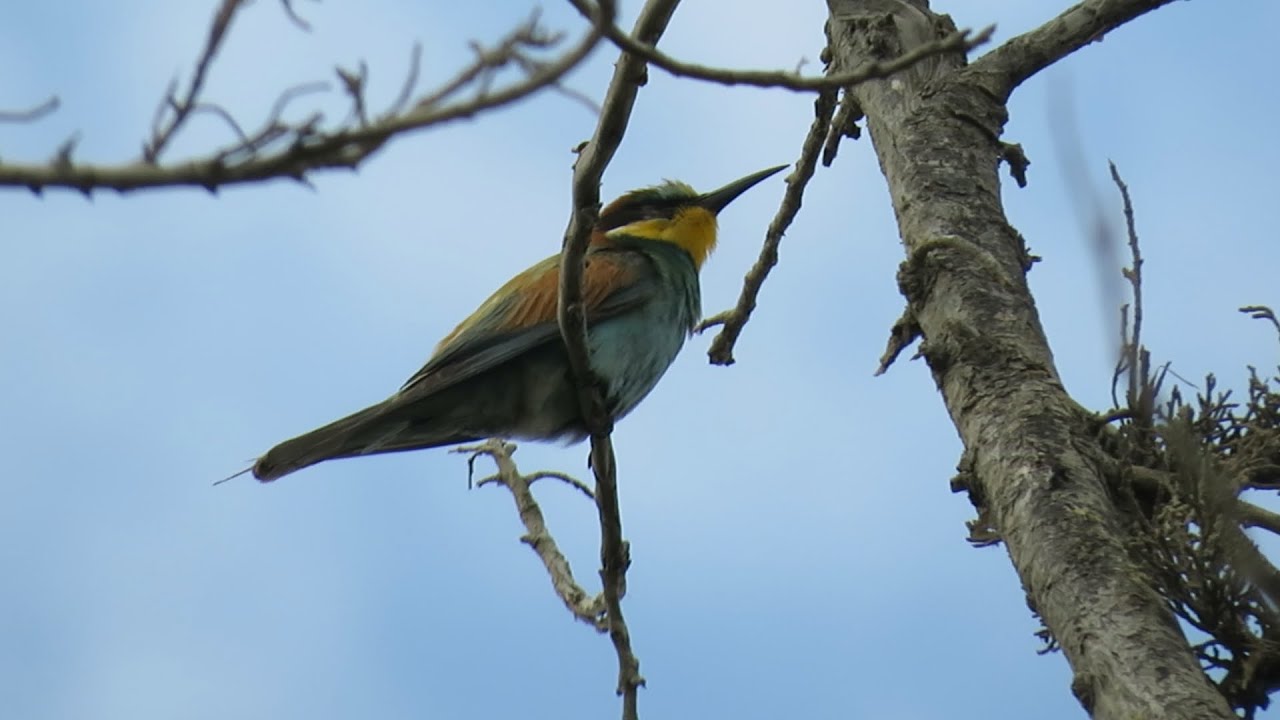 European Bee-eater, Akrotiri Marsh-Cyprus, 02/11/2024
