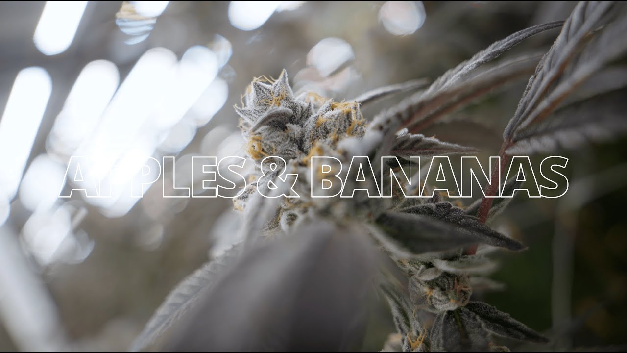 Strain Highlight: Apples & Bananas