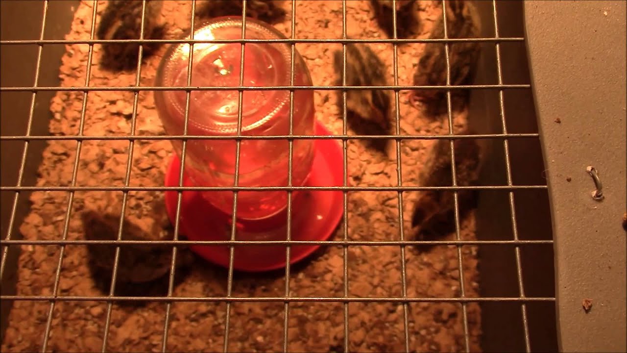 How to Brood Coturnix Quail