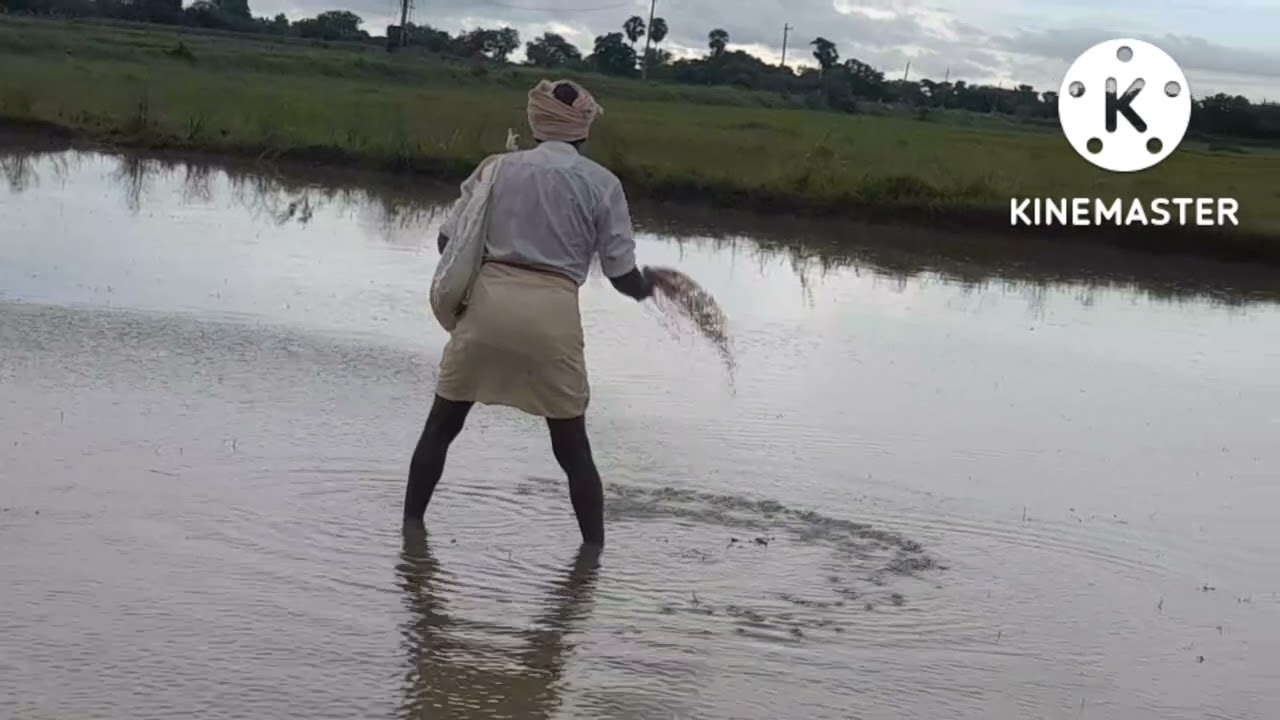 manu agriculture #varipanta #varisagu #nellorepaddy