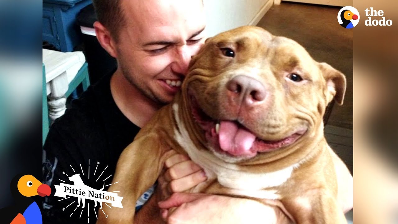 Счастливый питбуль обожает, когда его отец его нянчит | The Dodo Pittie Nation