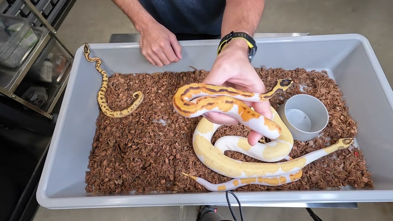 Yellow & Orange Pied Ball Pythons Clutch 5 of 2023 Update!