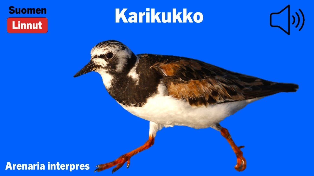 Karikukko - Arenaria interpres - Ruddy Turnstone - roskarl - AREINT