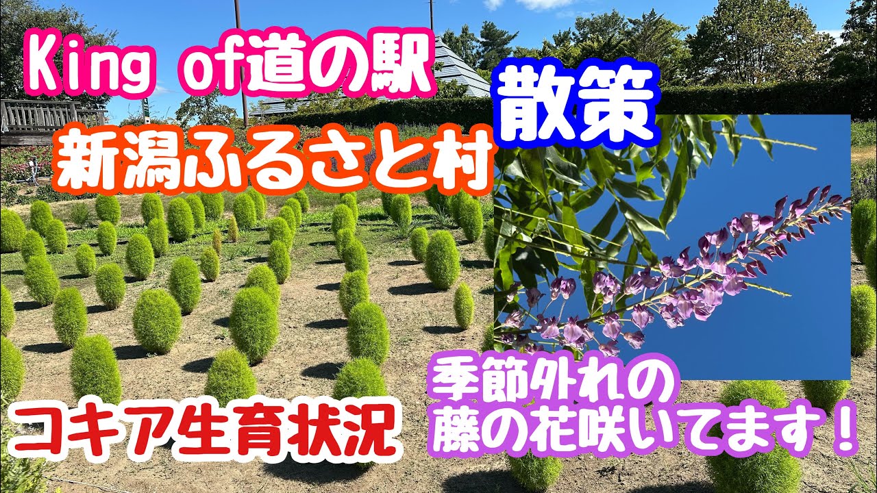 2025年8月1日King of道の駅 新潟ふるさと村 コキア生育状況と真夏に咲く藤の花
