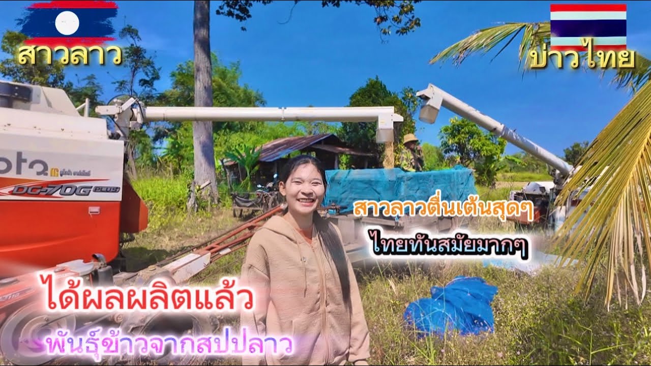 สาวลาวตื่นเต้นสุดๆเกี่ยวข้าวรวดเร็วทันใจมากทันสมัยสุดๆ ￼ มาลุ้นกันพันธุ์์ข้าวจากกลาวจะได้เยอะแค่ไหน