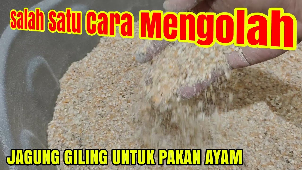 Cara Mudah Mengolah JAGUNG GILING Atau Dedak Jagung Untuk Pakan Ayam