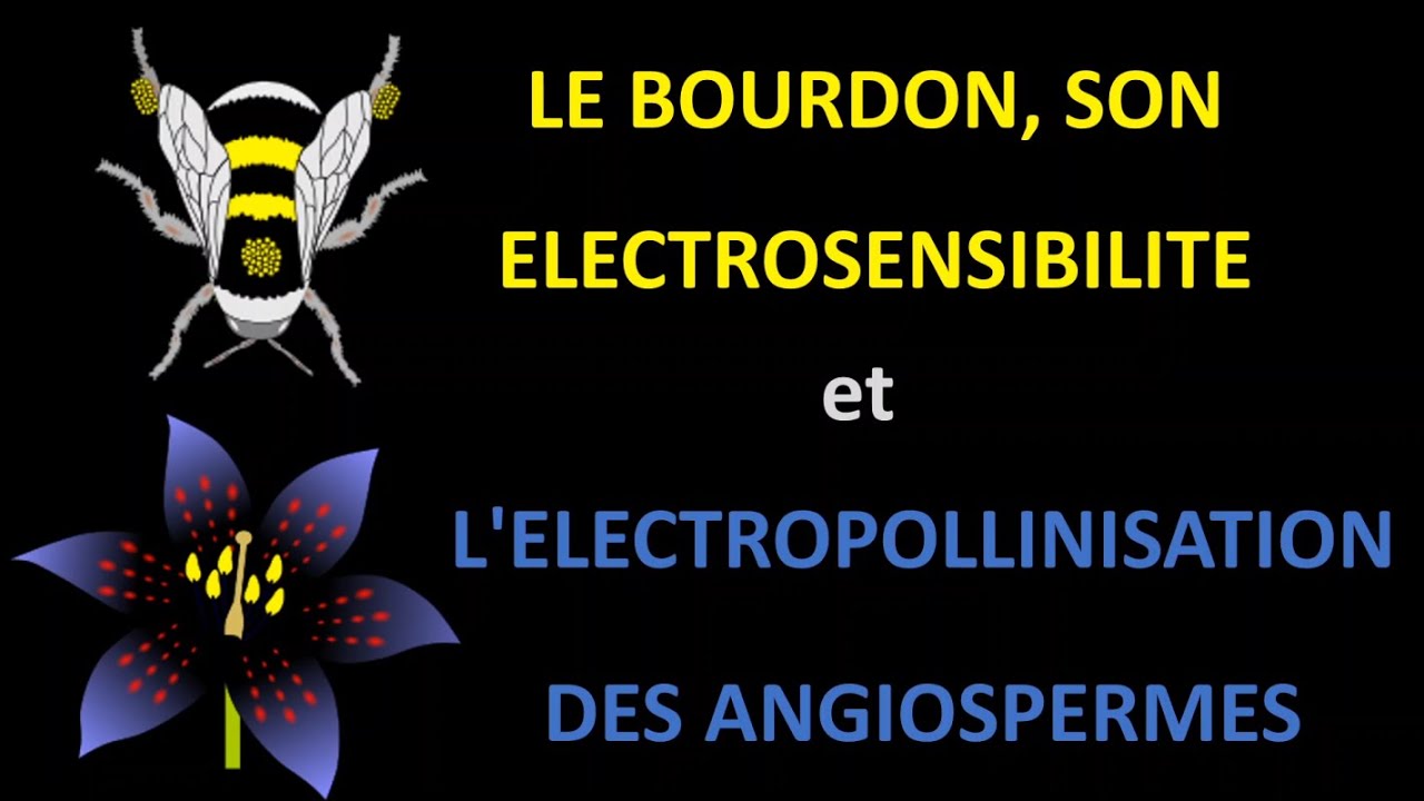 Le bourdon-Coévolution avec Angiospermes, électrosensibilité et l'électropollinisation Angiospermes