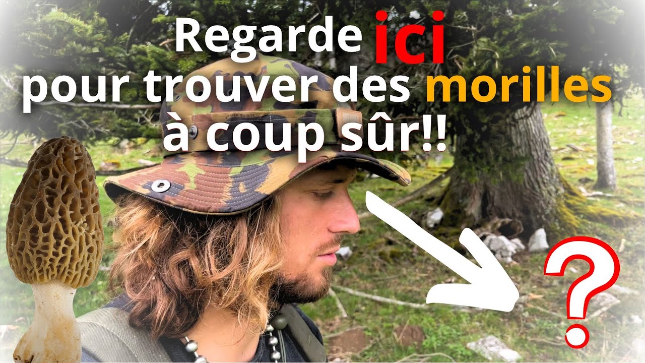 La TECHNIQUE pour trouver des MORILLES facilement! Sapin blanc ou &eacute;pic&eacute;a?